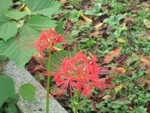 やっとお彼岸直前に開花。彼岸花。